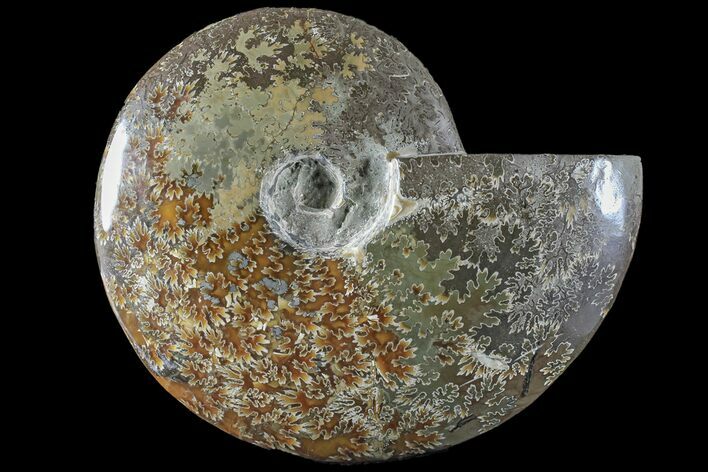 Polished Ammonite (Cleoniceras) Fossil - Madagascar #166390
